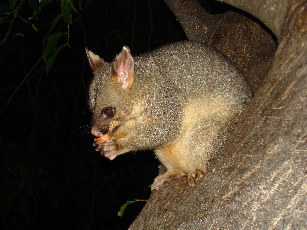 Possum,  Laukinė Gamta,  Marsupial,  Gyvūnas,  Šepetėlis Possum, Nemokamos Nuotraukos,  Nemokama Licenzija