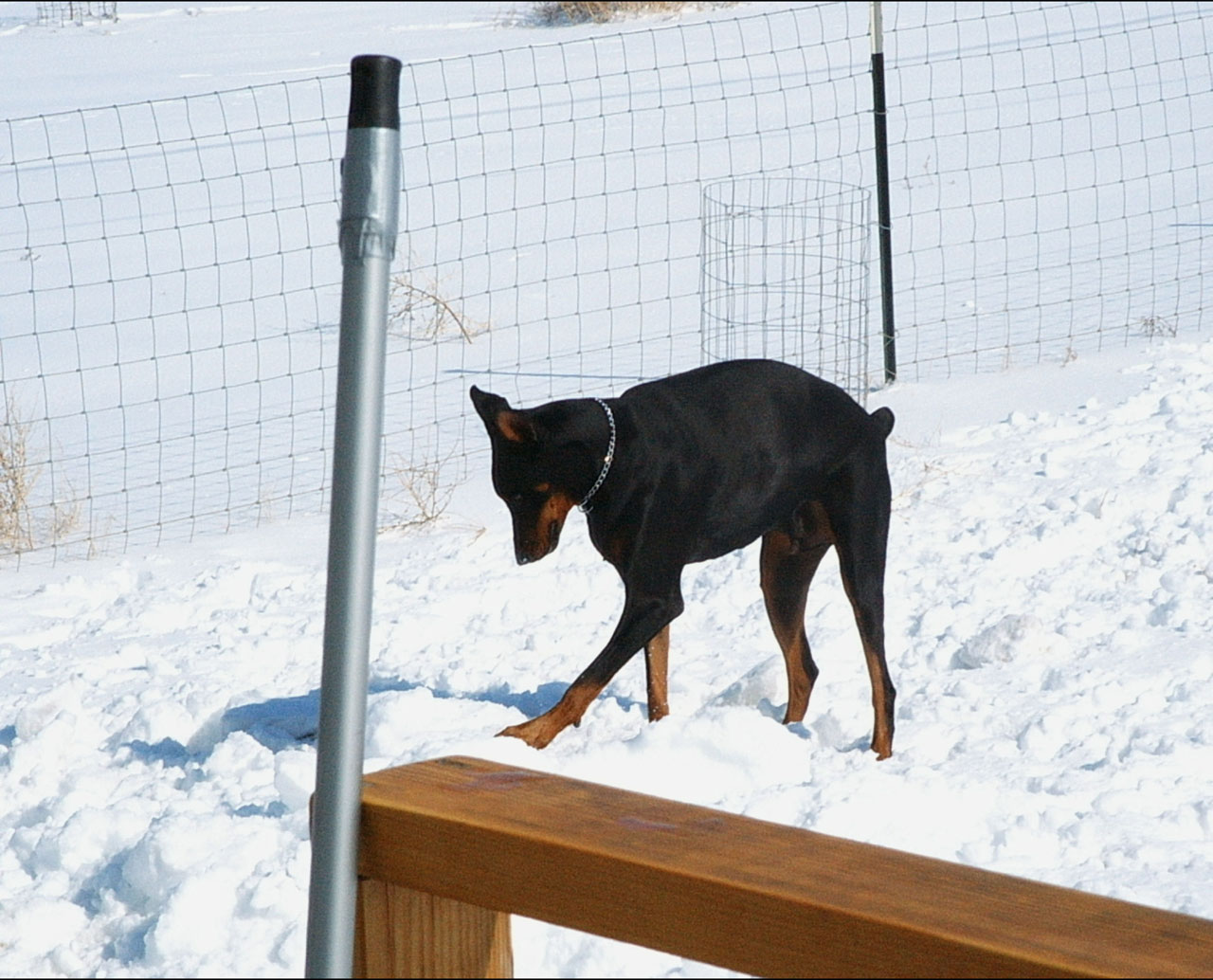 Dobermanas,  Šuo,  Šunys,  Sniegas,  Galinis Kiemas,  Žaisti,  Bartas Dobermanas, Nemokamos Nuotraukos,  Nemokama Licenzija