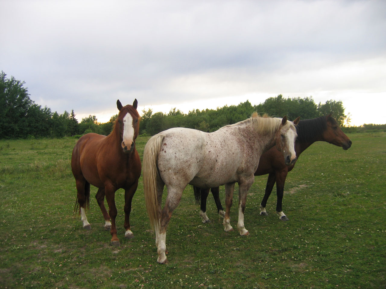 Arklys,  Arkliai,  3 Arkliai Žaliojoje Ganykloje, Nemokamos Nuotraukos,  Nemokama Licenzija