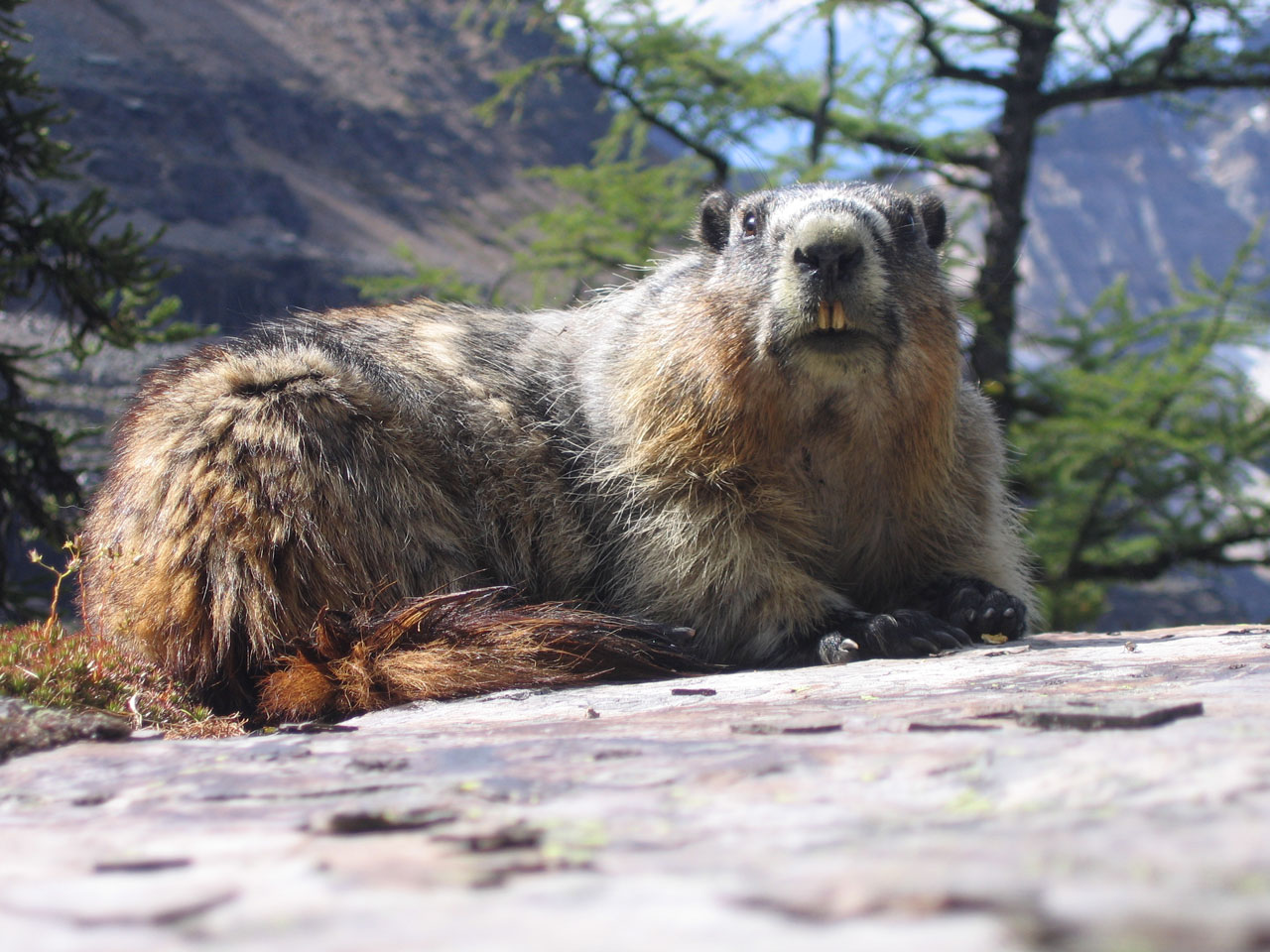 Siauras,  Giesmė,  Marmota,  Kaligata,  Graužikas,  Giesmė, Nemokamos Nuotraukos,  Nemokama Licenzija