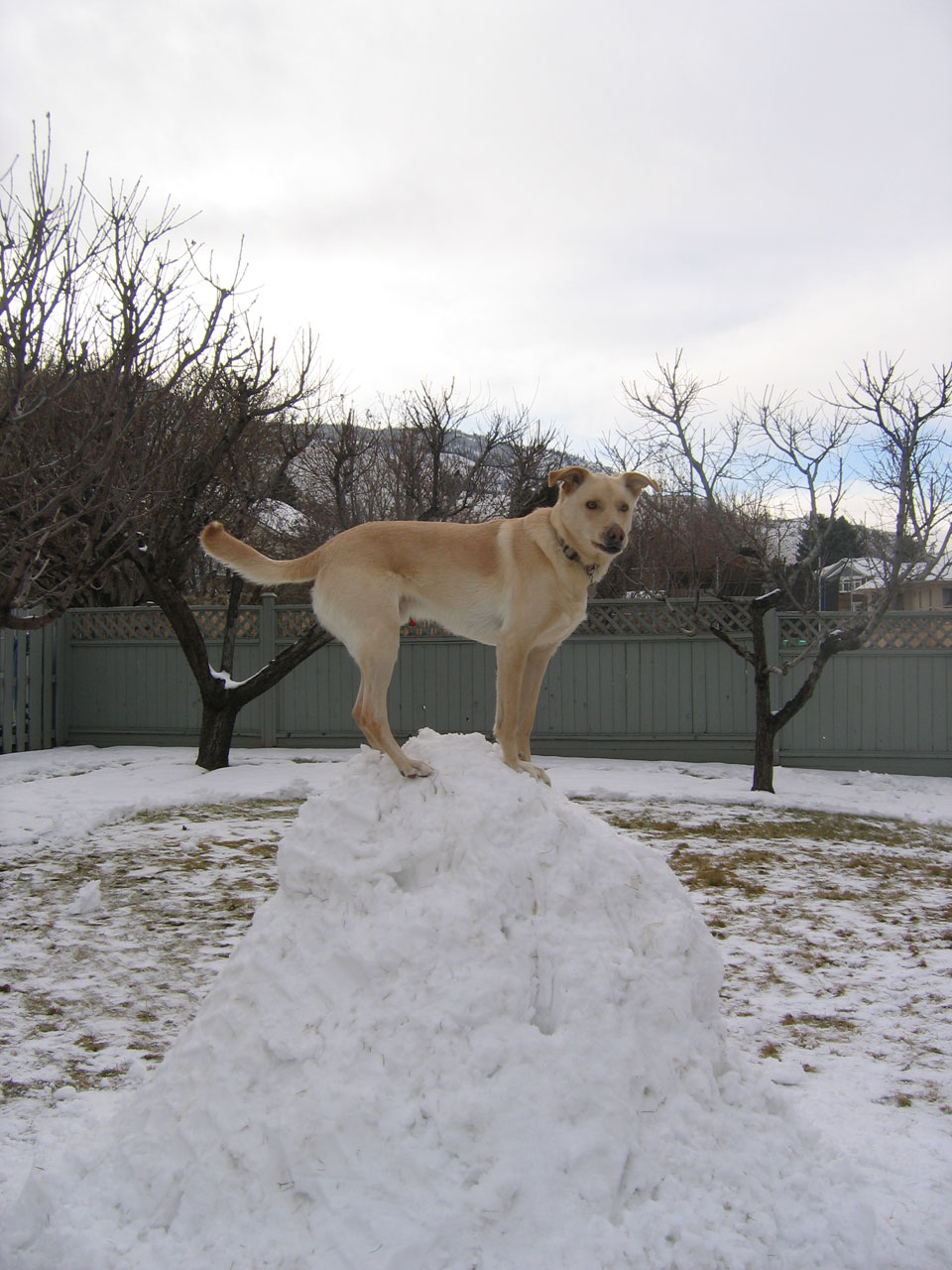Šuo,  Šuniukas,  Žiema,  Sniegas,  Kalno Karalius, Nemokamos Nuotraukos,  Nemokama Licenzija