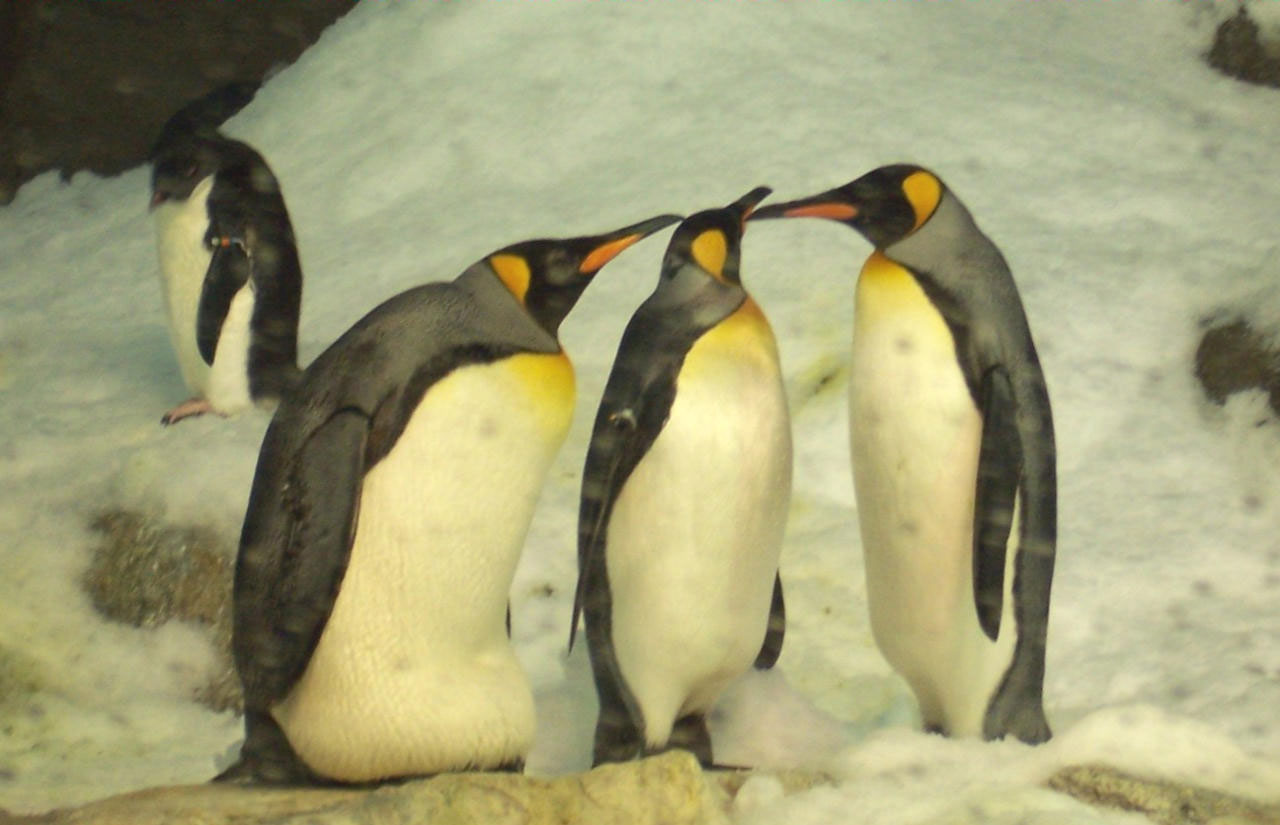 Pingvinas,  Pingvinai, Nemokamos Nuotraukos,  Nemokama Licenzija