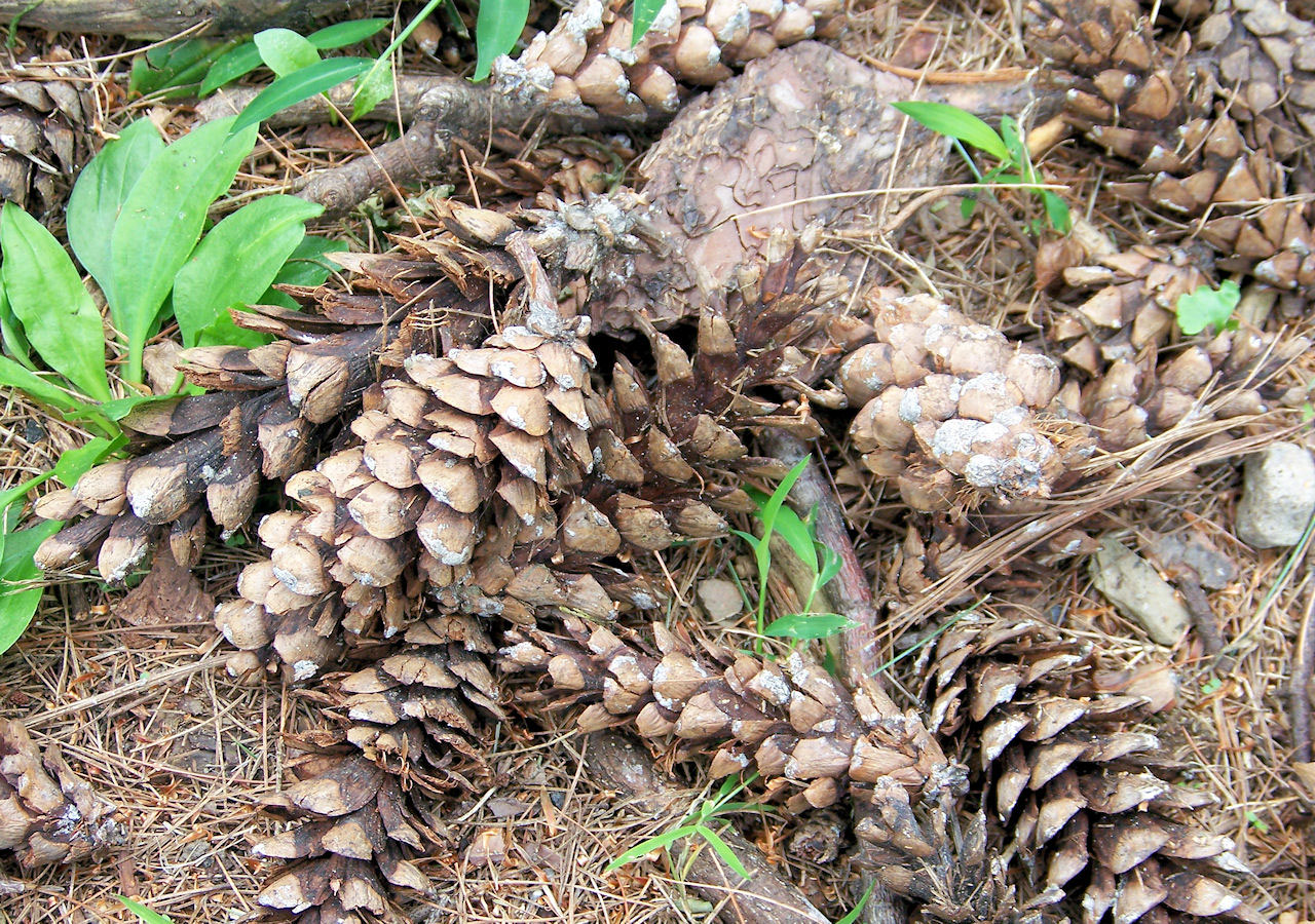 Fonas,  Kraštovaizdis,  Gamta,  Objektai,  Sezonai,  Pušies Kankorėžiai,  Žemė,  Pinecones Ant Žemės, Nemokamos Nuotraukos,  Nemokama Licenzija