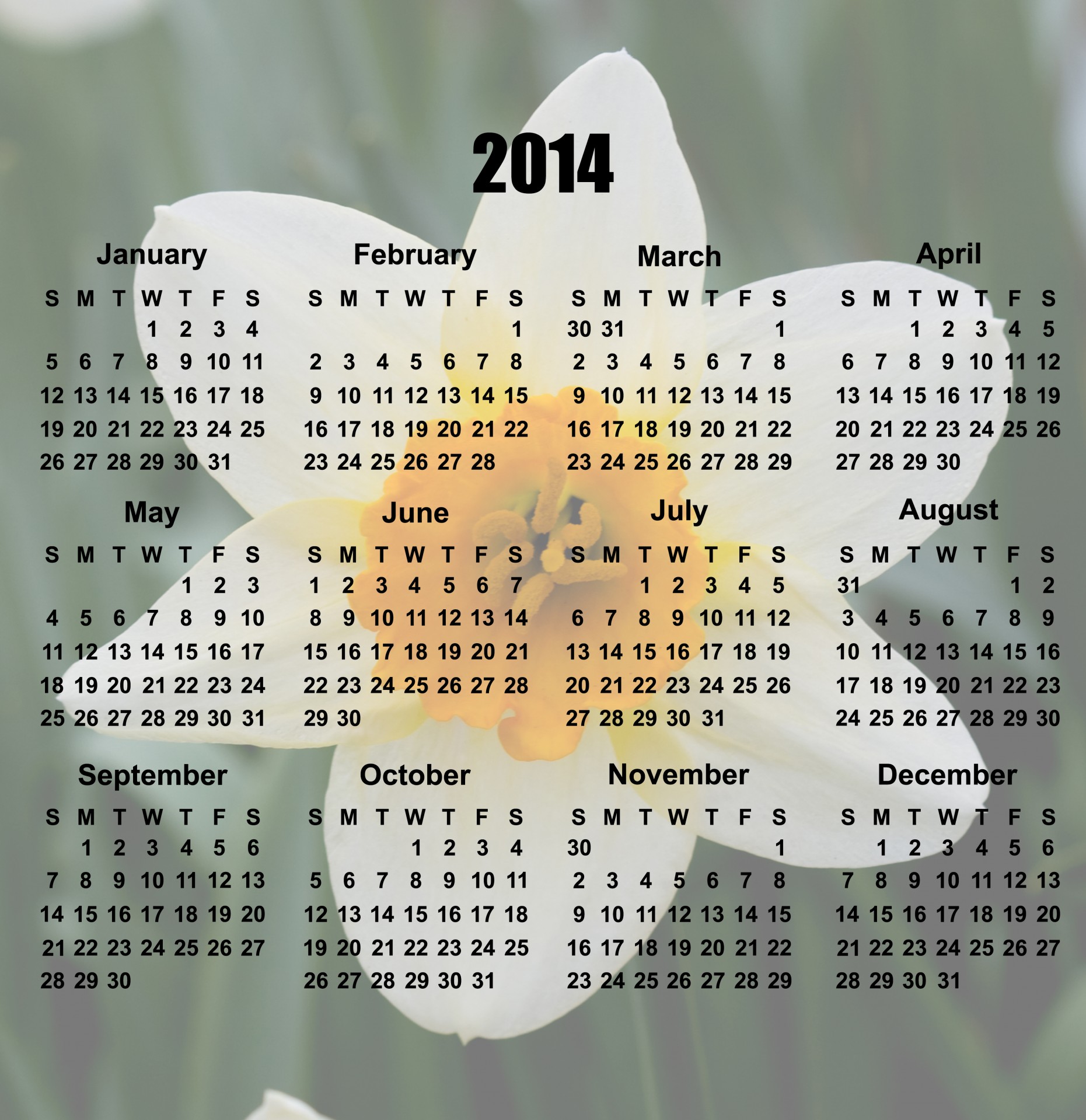 2014 & Nbsp,  Kalendorius,  2014,  Kalendorius,  Daffodil,  Gėlė,  Žydėti,  Geltona,  Balta,  Gėlių