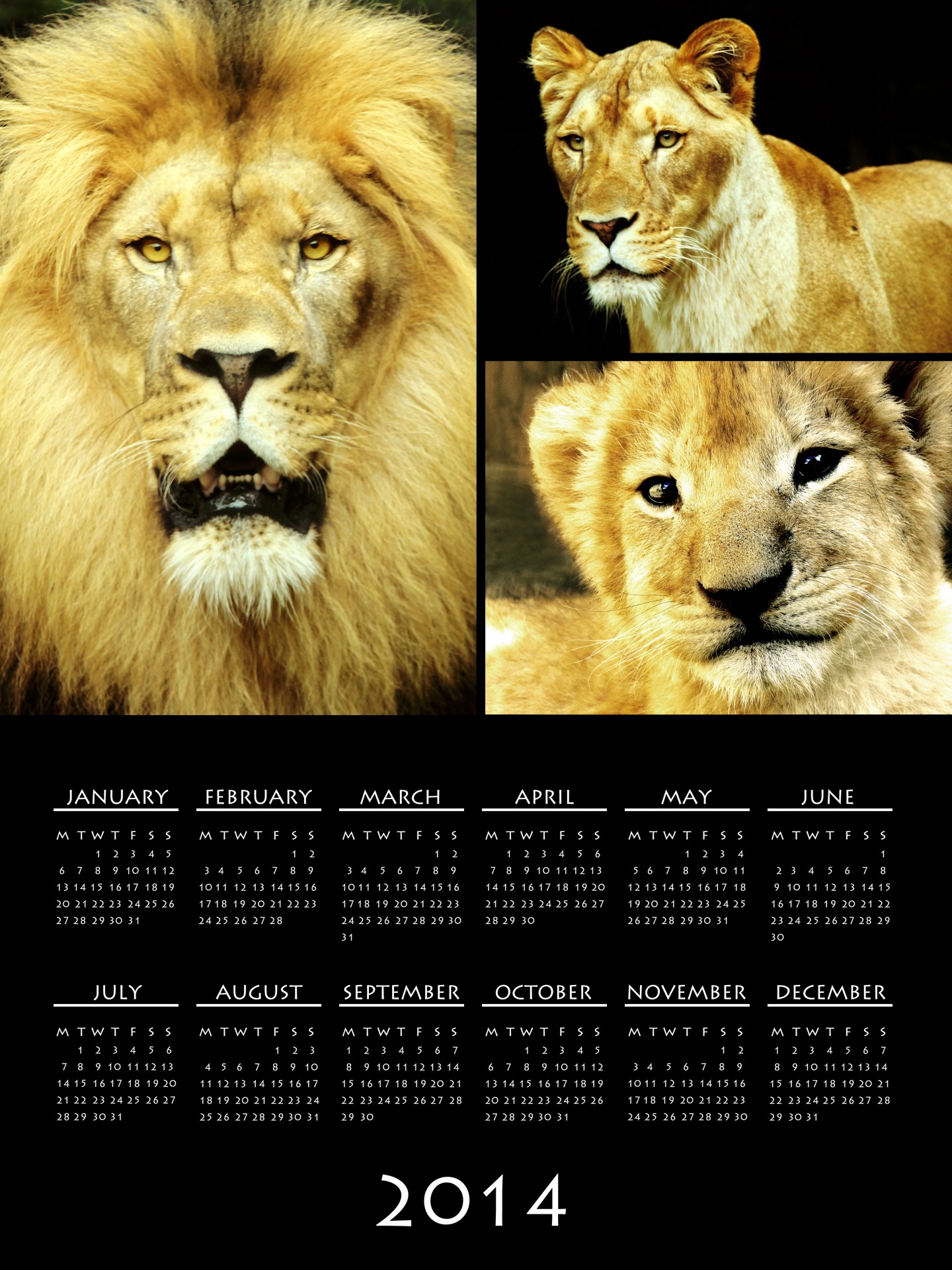 2014,  Kalendorius,  2014 & Nbsp,  Kalendorius,  Liūtas,  Liūtys,  Laukinė Gamta,  Laukinės Gamtos & Nbsp,  Kalendorius,  Planuotojas