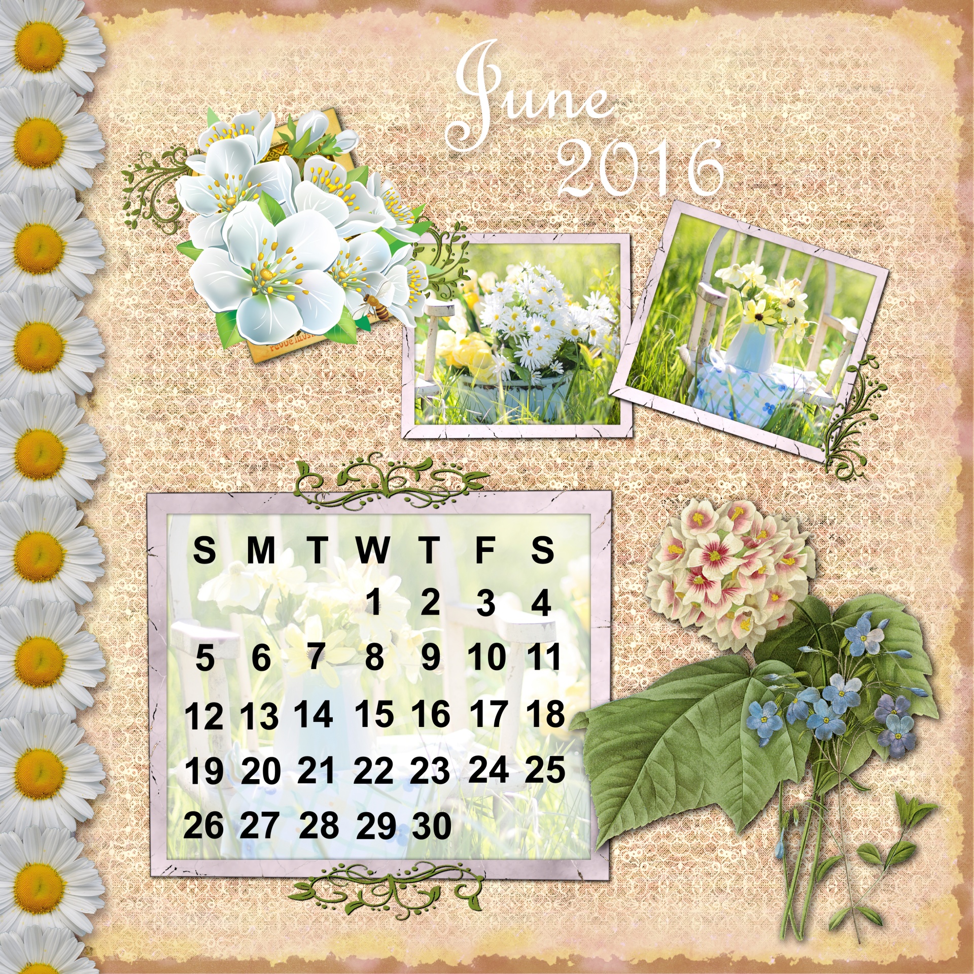 2016,  Kalendorius,  Birželis,  2016 & Nbsp,  Kalendorius,  Gėlės,  Vasara,  Daisy,  Rozės,  Gražus