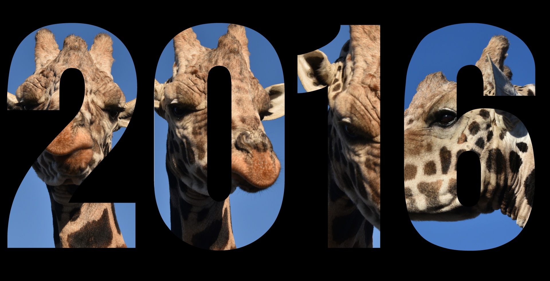 2016,  Kalendorius,  Žirafa,  Nuotrauka,  Gyvūnas,  Laukinė Gamta,  2016 Žirafa, Nemokamos Nuotraukos,  Nemokama Licenzija