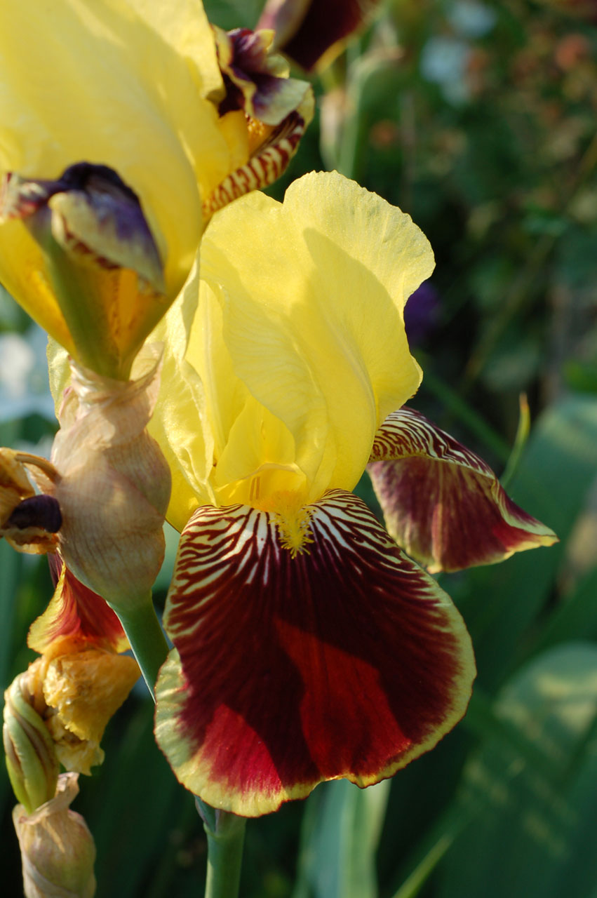 Iris,  Gėlė,  Gėlių,  Geltona,  Raudona,  Tamsiai Raudona,  Sodas,  Augalas,  Spalvinga Rainelė, Nemokamos Nuotraukos