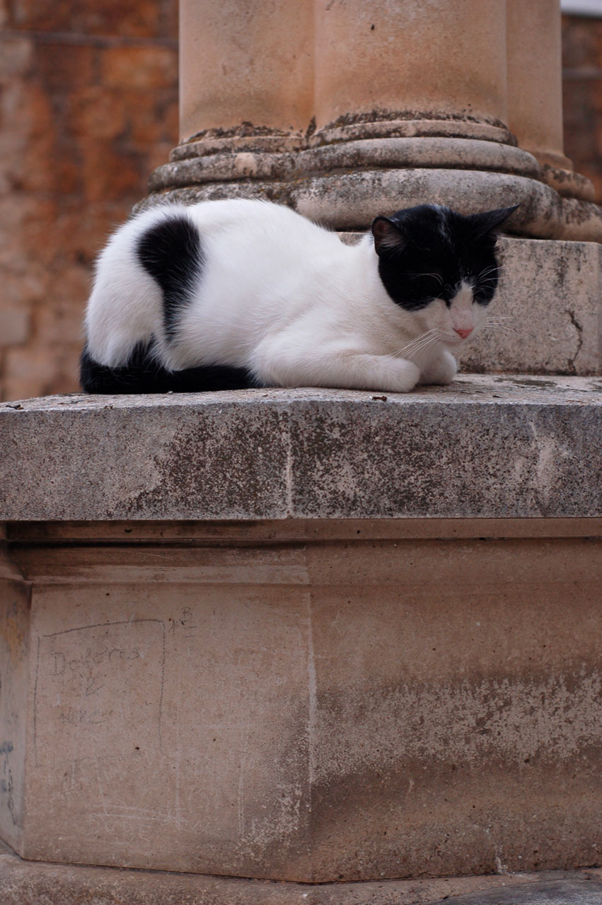 Katė,  Naminis Gyvūnėlis,  Miega,  Gyvūnas,  Juoda,  Balta,  Senovės,  Miestas,  Dubrovnik,  Katė