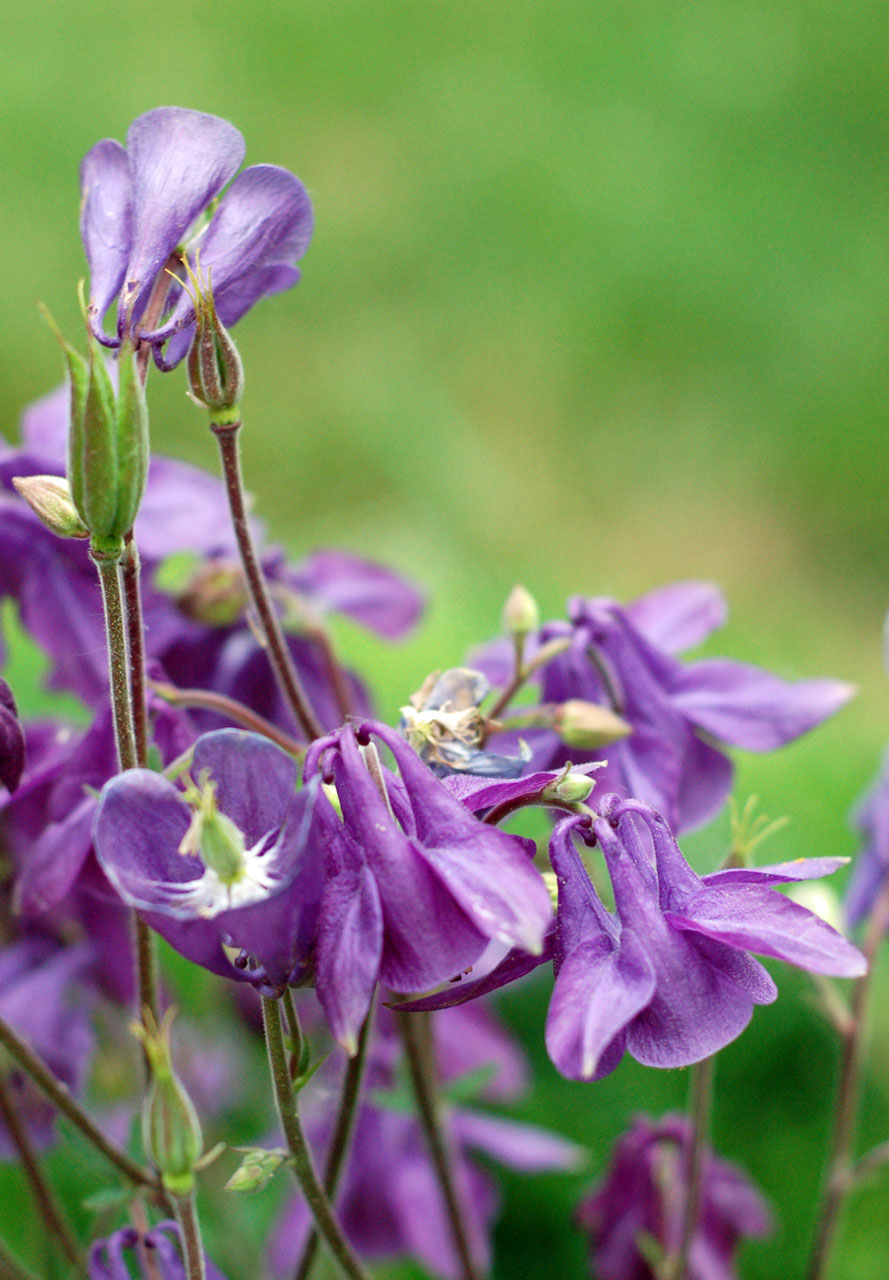 Gėlės,  Violetinė,  Vasara,  Žalias,  Sodas,  Augalai,  Lapai,  Violetinės Vasaros Gėlės, Nemokamos Nuotraukos,  Nemokama Licenzija