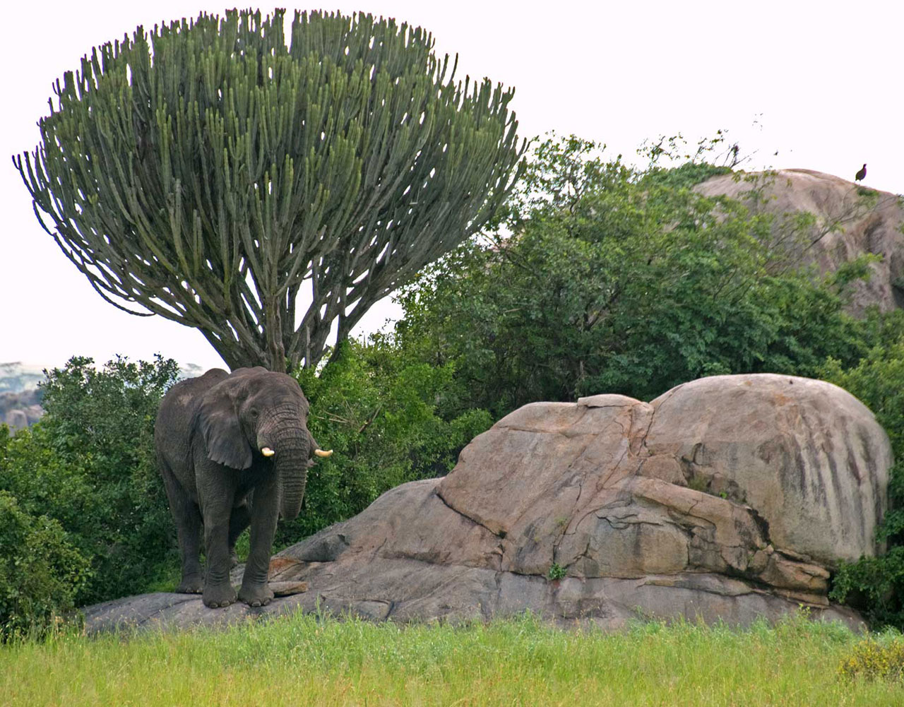 Serengeti,  Dramblys,  Candelabra & Nbsp,  Medis,  Taurė,  Tanzanija,  Afrika,  Serengeti Puodelis, Nemokamos Nuotraukos,  Nemokama Licenzija