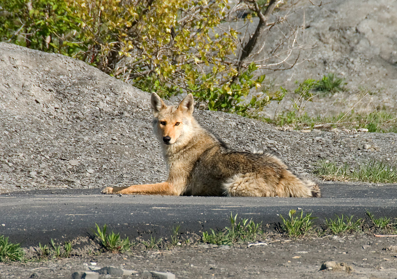 Kojotas,  Canis & Nbsp,  Latrans,  Gyvūnas,  Sunning Coyote, Nemokamos Nuotraukos,  Nemokama Licenzija