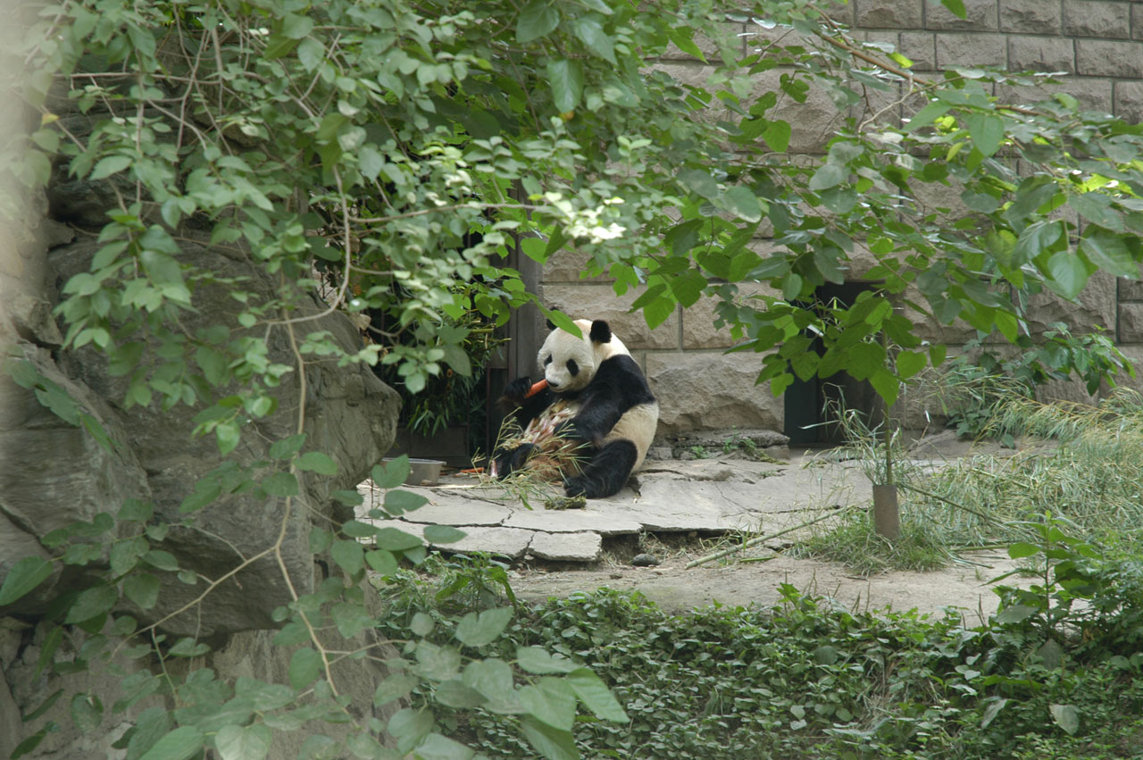 Panda,  Turėti,  Snacking Panda, Nemokamos Nuotraukos,  Nemokama Licenzija