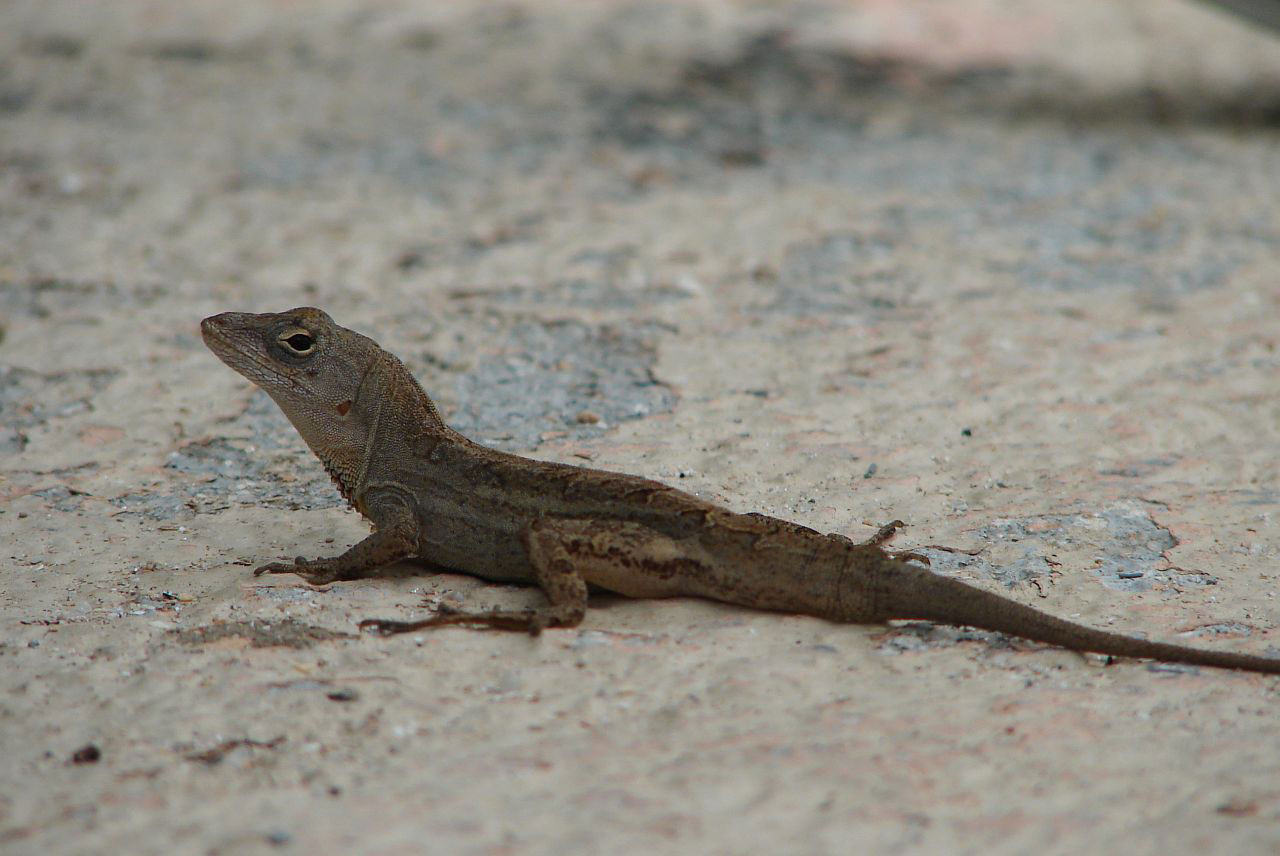 Gyvūnas,  Driežas,  Florida,  Aligatoriaus Pusbrolis, Nemokamos Nuotraukos,  Nemokama Licenzija