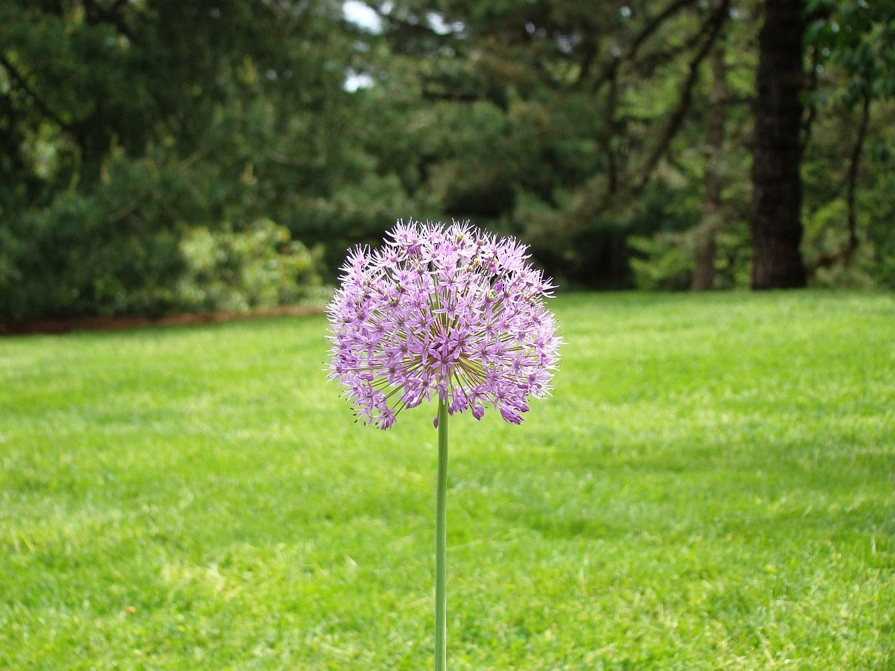 Gėlė,  Žolė,  Medis,  Miškas,  Mediena,  Veja,  Flora,  Šalis,  Sodas,  Vienišas