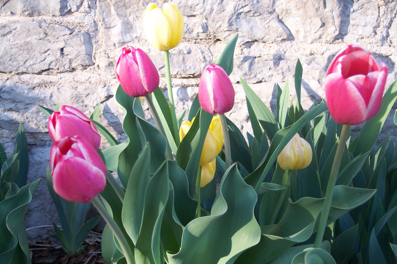 Gėlės,  Pavasaris,  Tulpės,  Pavasario Tulpės, Nemokamos Nuotraukos,  Nemokama Licenzija