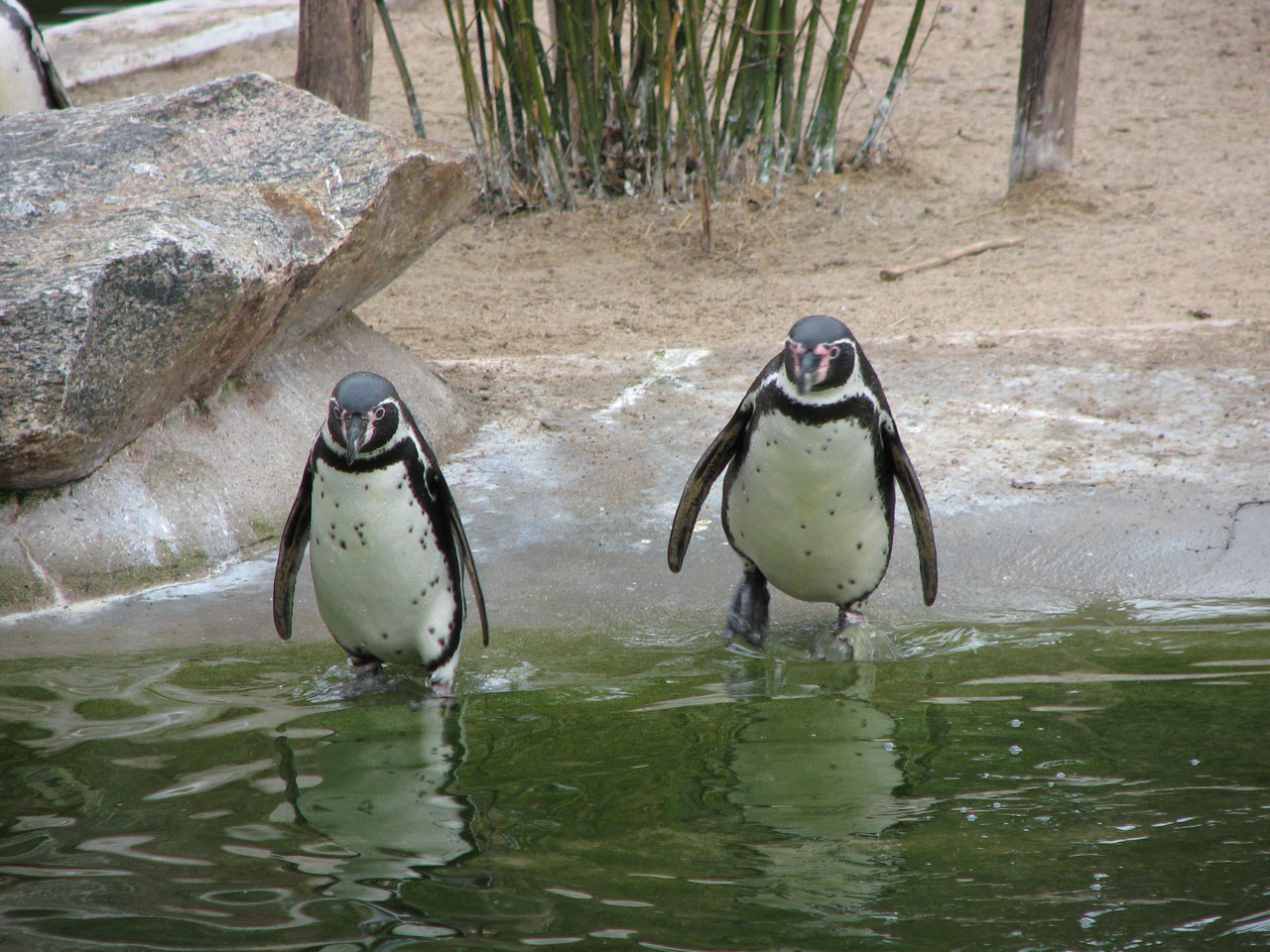 Pingvinas,  Pingvinai Einame Plaukti, Nemokamos Nuotraukos,  Nemokama Licenzija