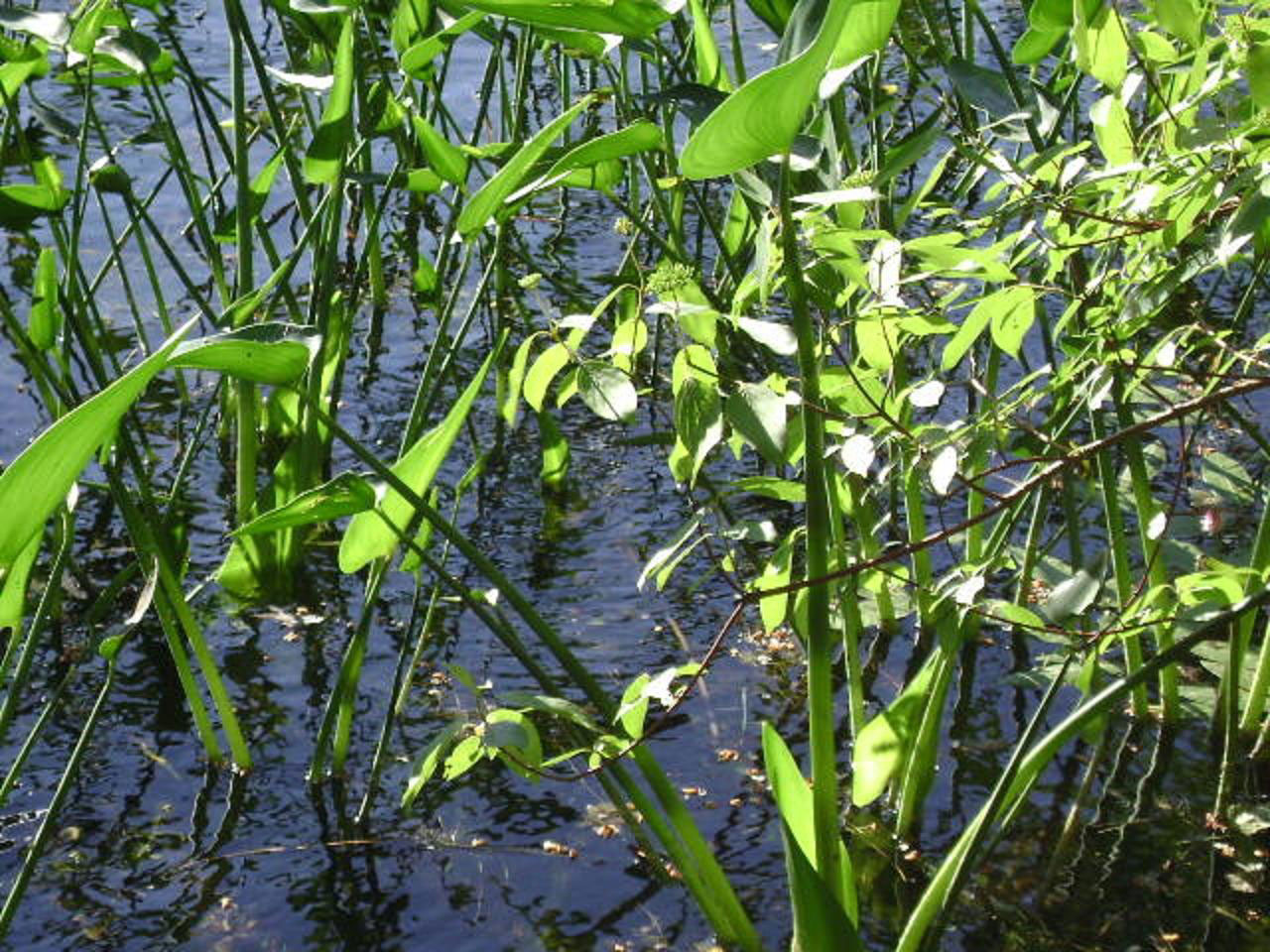 Ežeras,  Augalai,  Augalas,  Augti,  Tvenkinys,  Gyvenimas,  Flora,  Vanduo,  Sodas,  Ežerų Augalai