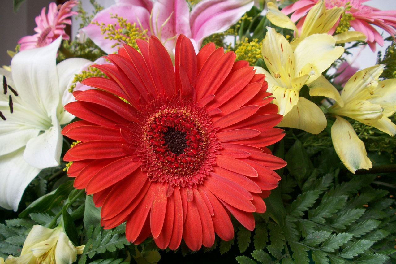 Gėlė,  Gėlės,  Gerbera,  Raudona,  Grožis,  Raudona Gerbera, Nemokamos Nuotraukos,  Nemokama Licenzija