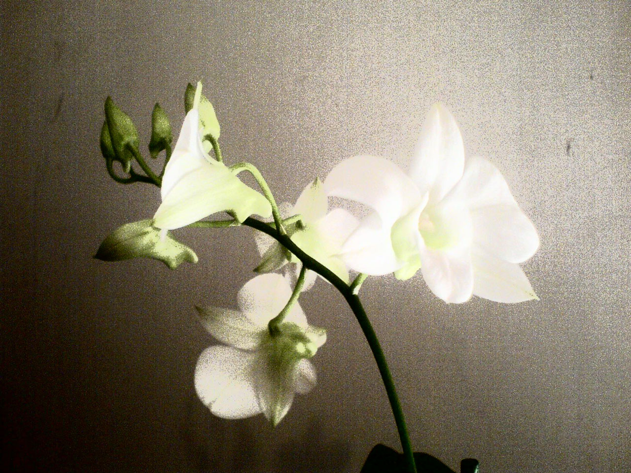 Orchidėja,  Gėlė,  Orchidėja, Nemokamos Nuotraukos,  Nemokama Licenzija