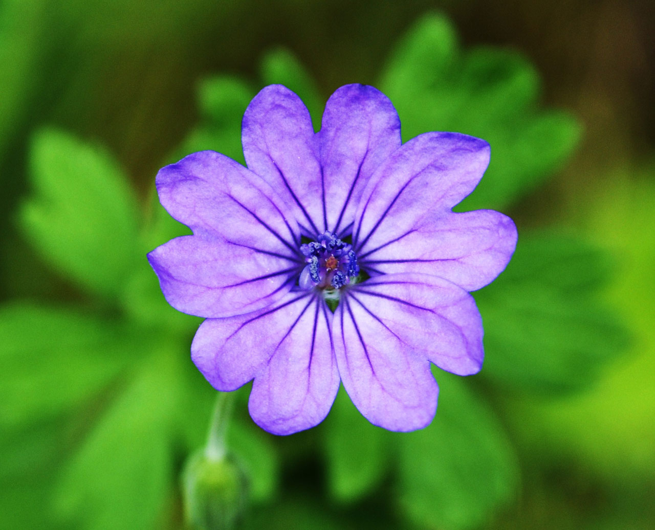 Violetinė,  Gėlė,  Purpurinė Gėlė, Nemokamos Nuotraukos,  Nemokama Licenzija