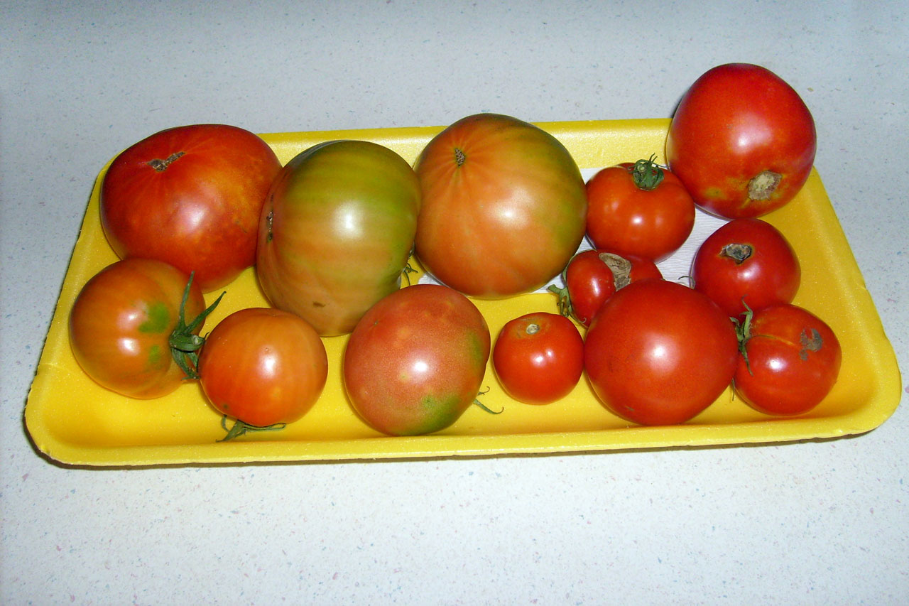 Pomidorai,  Pomidoras,  Dėklas,  Prinokę,  Pomidorai, Nemokamos Nuotraukos,  Nemokama Licenzija