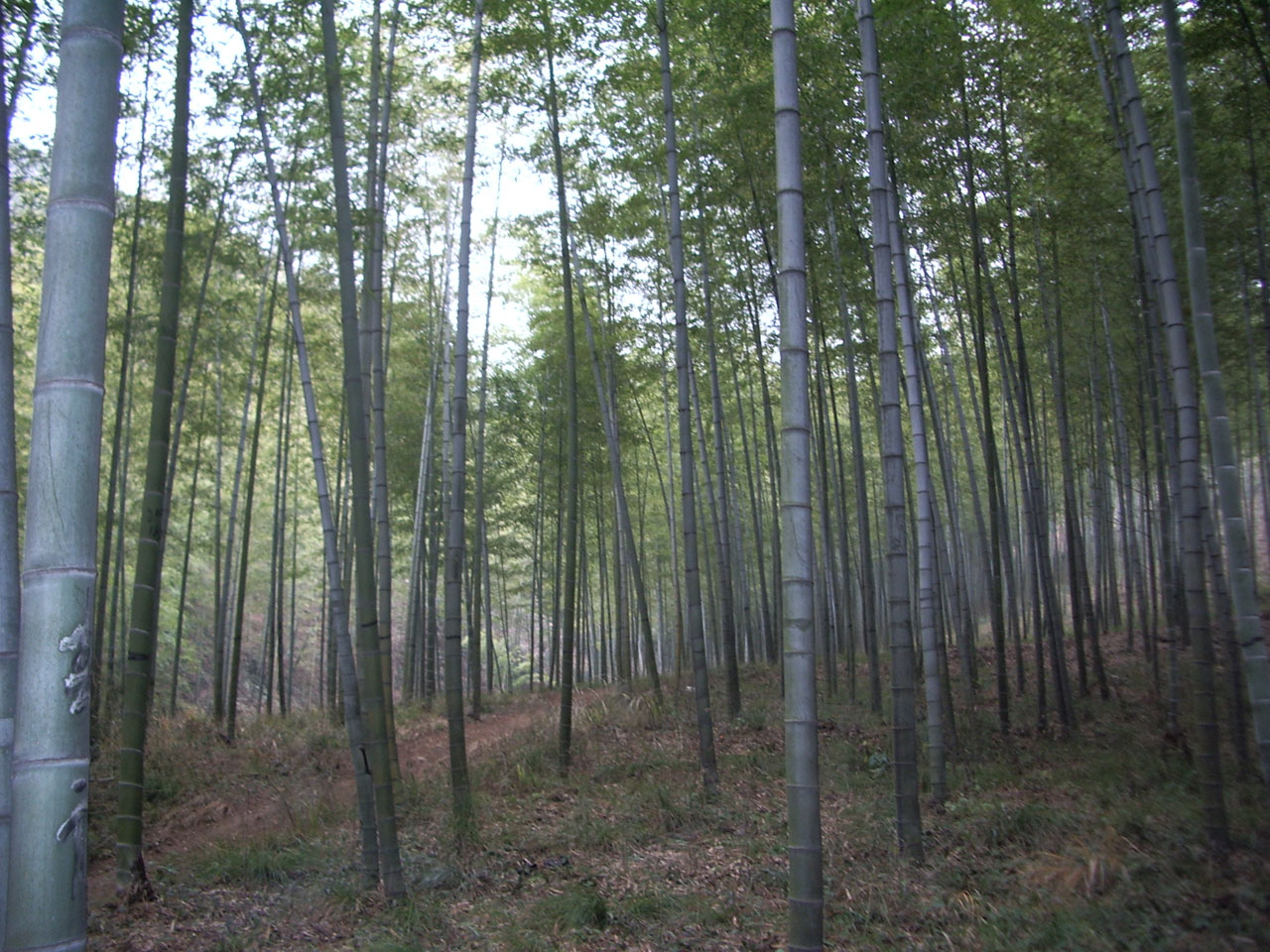 Bambukas,  Miškas,  Lapai,  Bambuko Miškas, Nemokamos Nuotraukos,  Nemokama Licenzija