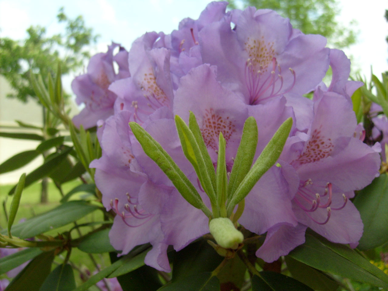 Rododendras,  Rožinis,  Gėlė,  Žiedas,  Žydėti Rododendrai, Nemokamos Nuotraukos,  Nemokama Licenzija