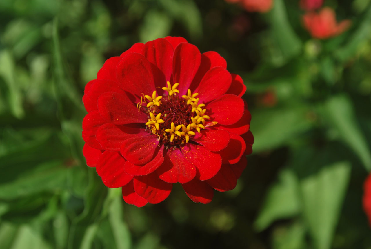 Gėlė,  Zinnia,  Žiedadulkės,  Grūdai,  Žiedlapiai,  Zinnia, Nemokamos Nuotraukos,  Nemokama Licenzija