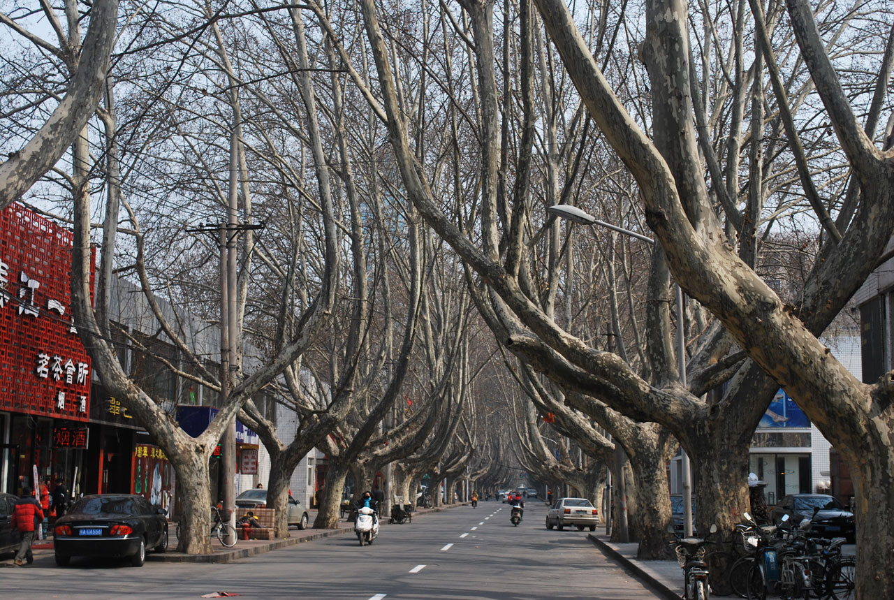 Medis,  Medžiai,  Kelias,  Zhengzhou,  Gatvė,  Medis Išklotas Kelias, Nemokamos Nuotraukos,  Nemokama Licenzija