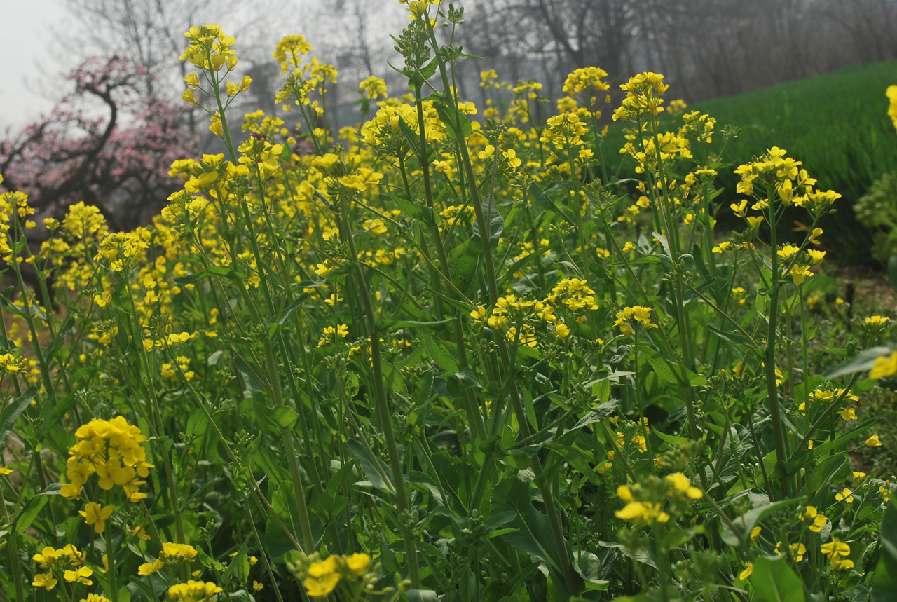 Rapsai,  Augalas,  Gėlė,  Canola,  Rapsų Augalas, Nemokamos Nuotraukos,  Nemokama Licenzija