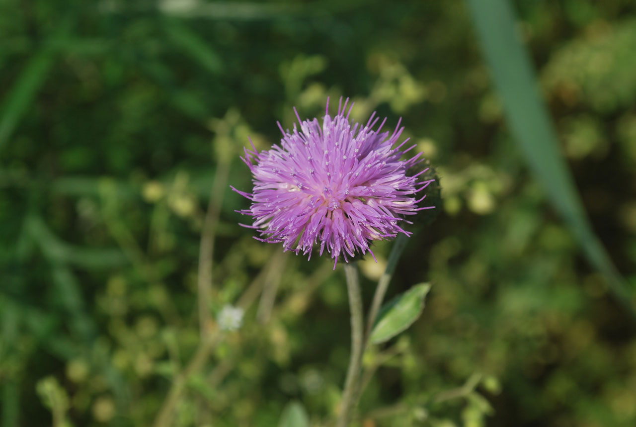 Gėlė,  Kalnas,  Laukiniai,  Makro,  Kalnų Gėlė, Nemokamos Nuotraukos,  Nemokama Licenzija