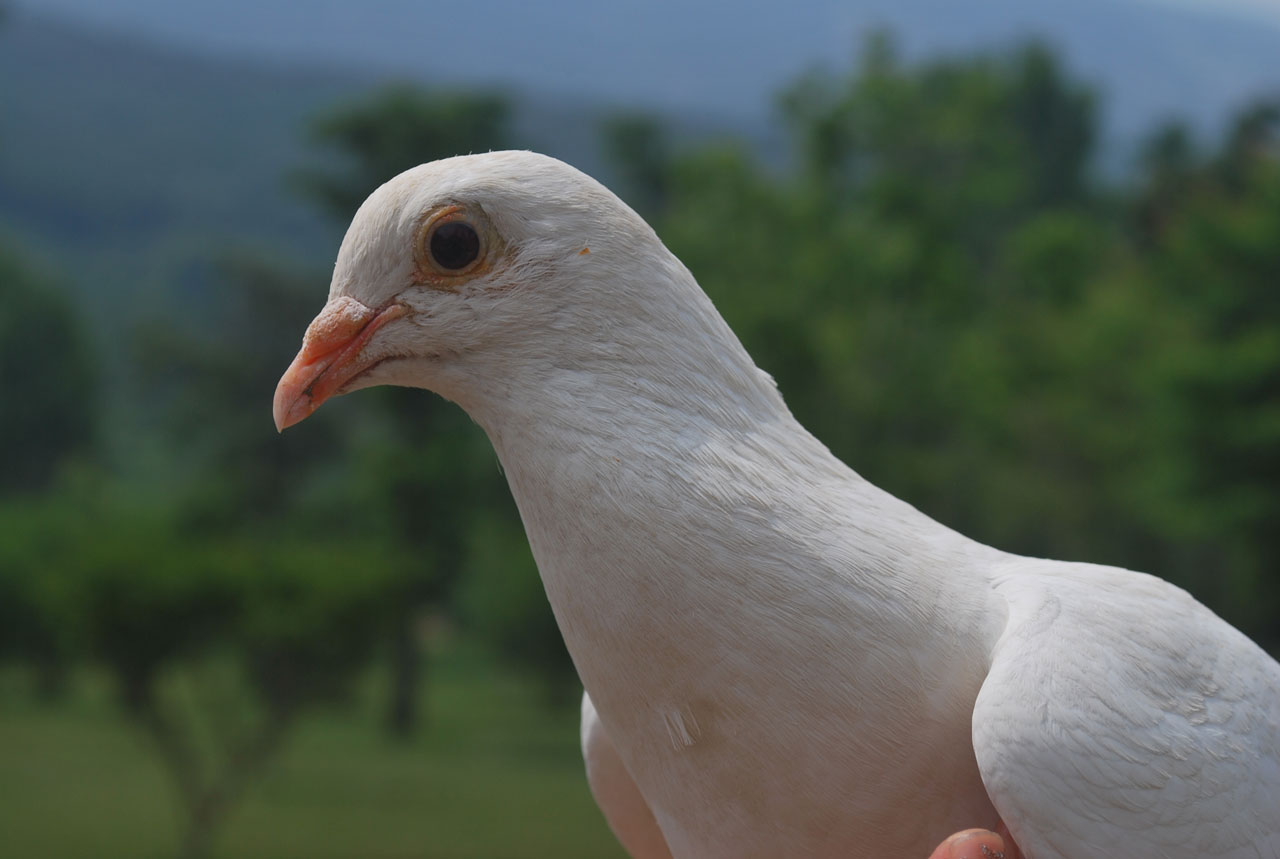 Balandis,  Paukštis,  Balta,  Gyvūnas,  Balandis,  Squab,  Gentis,  Kolumbina,  Paukščio Akis, Nemokamos Nuotraukos