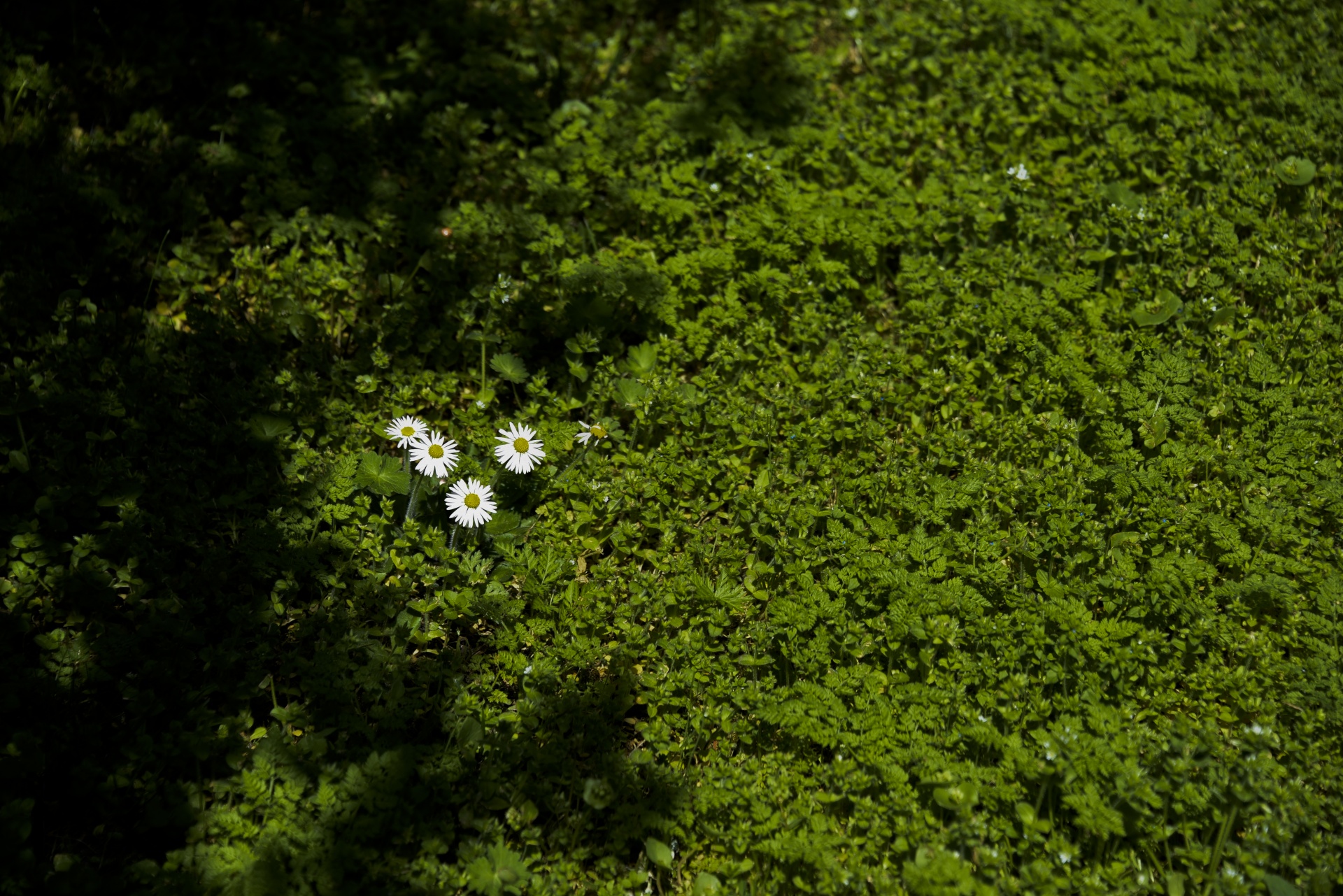 Dobilas,  Balta & Nbsp,  Daisies,  3 & Nbsp,  Daisies,  Pieva & Nbsp,  Žalia,  Žalia Žemė & Nbsp,  Viršelis,  Mažos & Nbsp