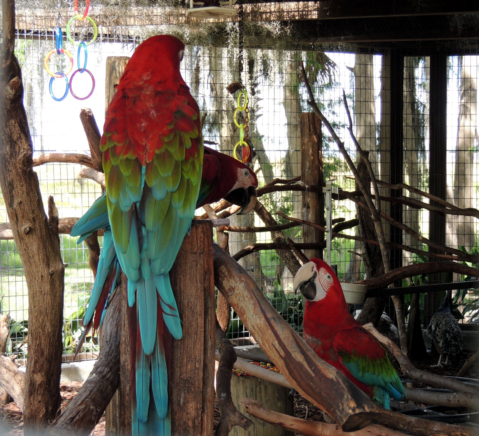Macaw,  Papūgos,  Zoologijos Sodas,  Šventykla,  3 Papuošalai Šventykloje, Nemokamos Nuotraukos,  Nemokama Licenzija