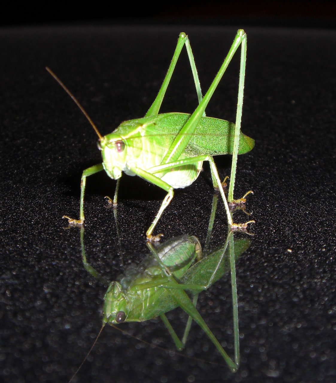 Katydid,  Klaida,  Vabzdys,  Žiogas,  Gamta,  Katydid, Nemokamos Nuotraukos,  Nemokama Licenzija