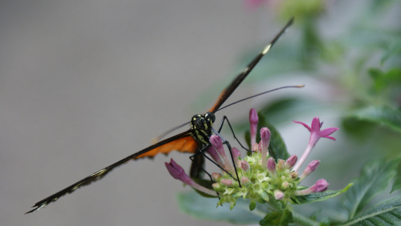 Daneus,  Plexxippus,  Monarchas,  Drugelis,  Klaida,  Vabzdys,  Vikšras,  Gamta,  Daneus Plexxippus, Nemokamos Nuotraukos