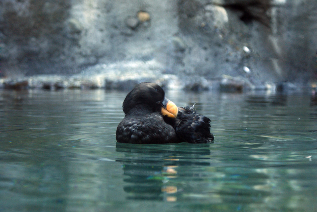 Juoda,  Puffin,  Paukštis,  Jūra,  Vandenynas,  Penquin,  Gamta,  Gyvūnas,  Juoda Puffin, Nemokamos Nuotraukos