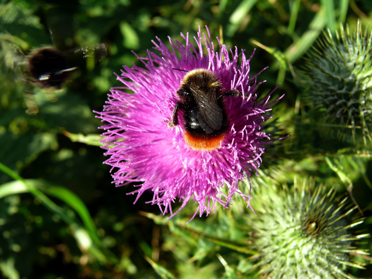 Bičių,  Gėlė,  Gamta,  Flora,  Gamta,  Diena,  Kamanė,  Kamanė, Nemokamos Nuotraukos,  Nemokama Licenzija