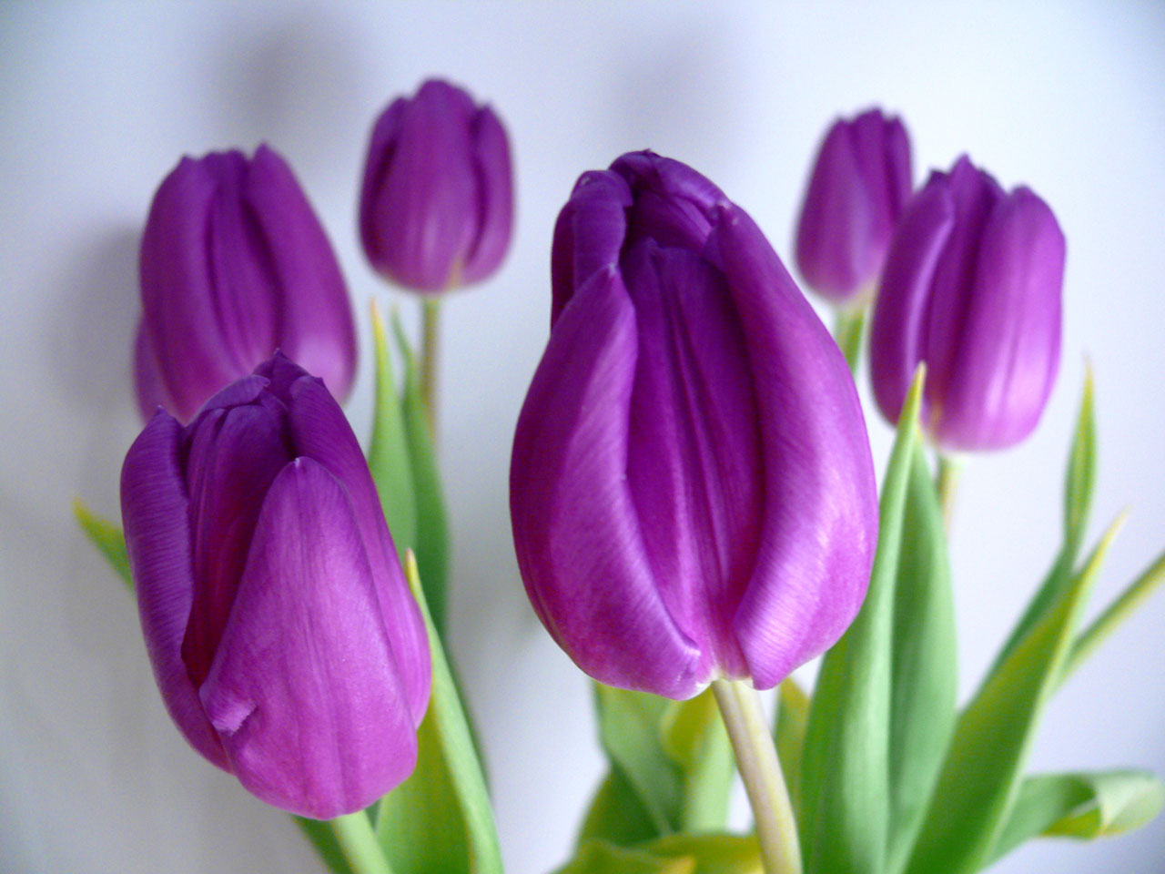 Tulpės,  Gėlės,  Tulpės & Nbsp,  & Nbsp,  Vazos,  Violetinė,  Gėlė,  Tulpės, Nemokamos Nuotraukos,  Nemokama Licenzija