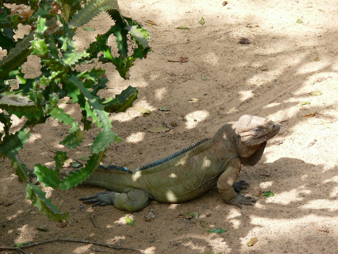 Iguana,  Gyvūnas,  Egzotinis & Nbsp,  Gyvūnas,  Dominikonas & Nbsp,  Respublika,  Šalis,  Gamta,  Mielas,  Puiku