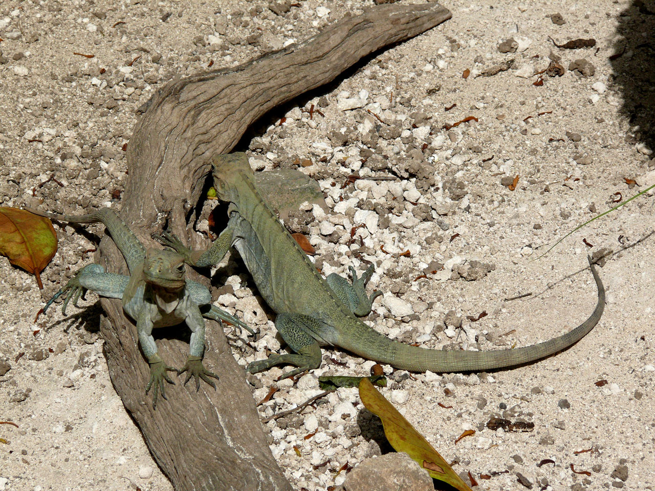 Iguanas,  Gyvūnas,  Egzotinis & Nbsp,  Gyvūnas,  Dominikonas & Nbsp,  Respublika,  Šalis,  Gamta,  Mielas,  Puiku