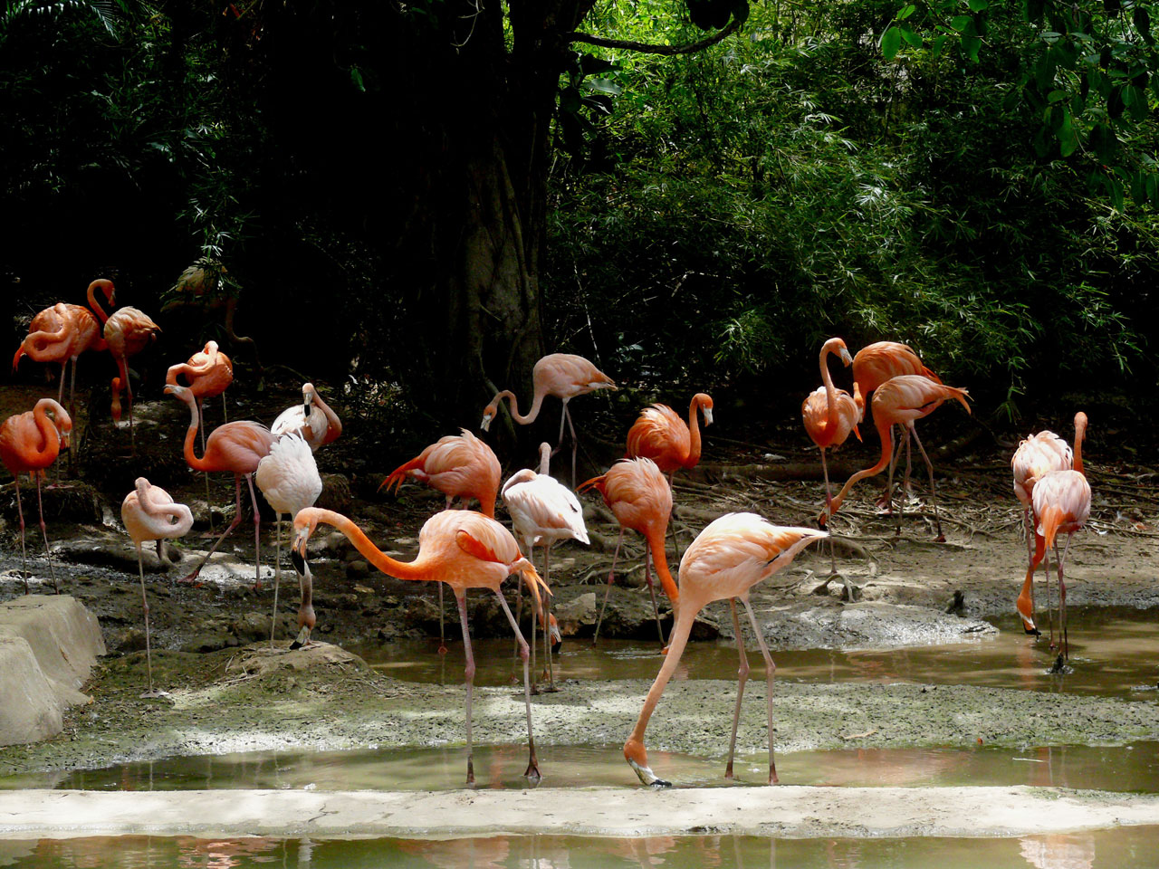 Flamingo,  Paukštis,  Gyvūnas,  Dominikonas & Nbsp,  Respublika,  Egzotiška & Nbsp,  Šalis,  Vasara,  Šventė,  Flamingas