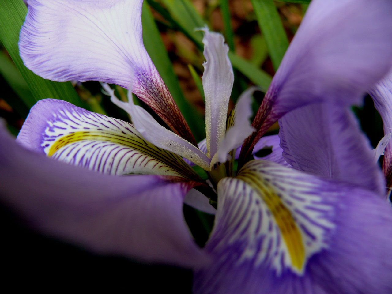 Gėlė,  Violetinė,  Flora,  Gamta,  Augalas,  Romantiškas,  Pateikti,  Gimtadienis,  Šventė,  Nuostabus