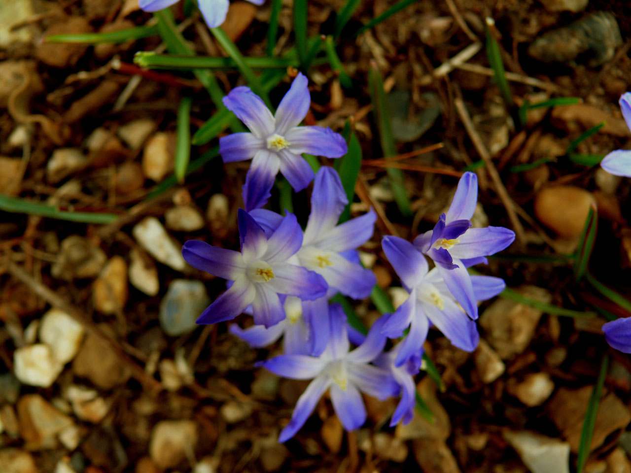 Gėlė,  Violetinė,  Flora,  Auga,  Spalvinga,  Sodas,  Miškas,  Laukas,  Gamta,  Augalas