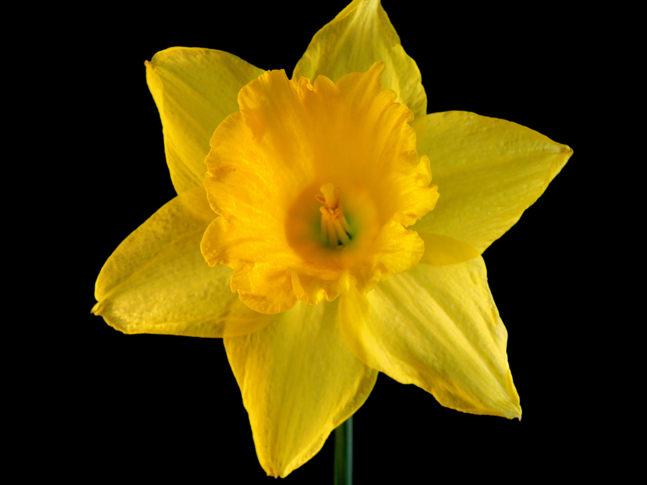 Daffodil,  Gėlė,  Flora,  Gamta,  Pavasaris,  Geltona,  Augti,  Auga,  Mielas,  Sodas