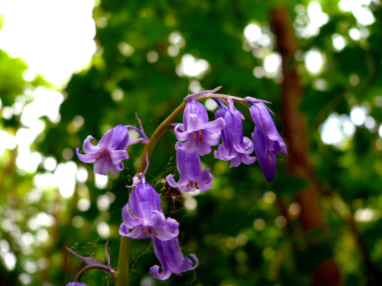 Gėlė,  Mėlynas,  Mėlynos Spalvos Žiedas,  Flora,  Gamta,  Pavasaris,  Laukas,  Sodas,  Augti,  Miškas