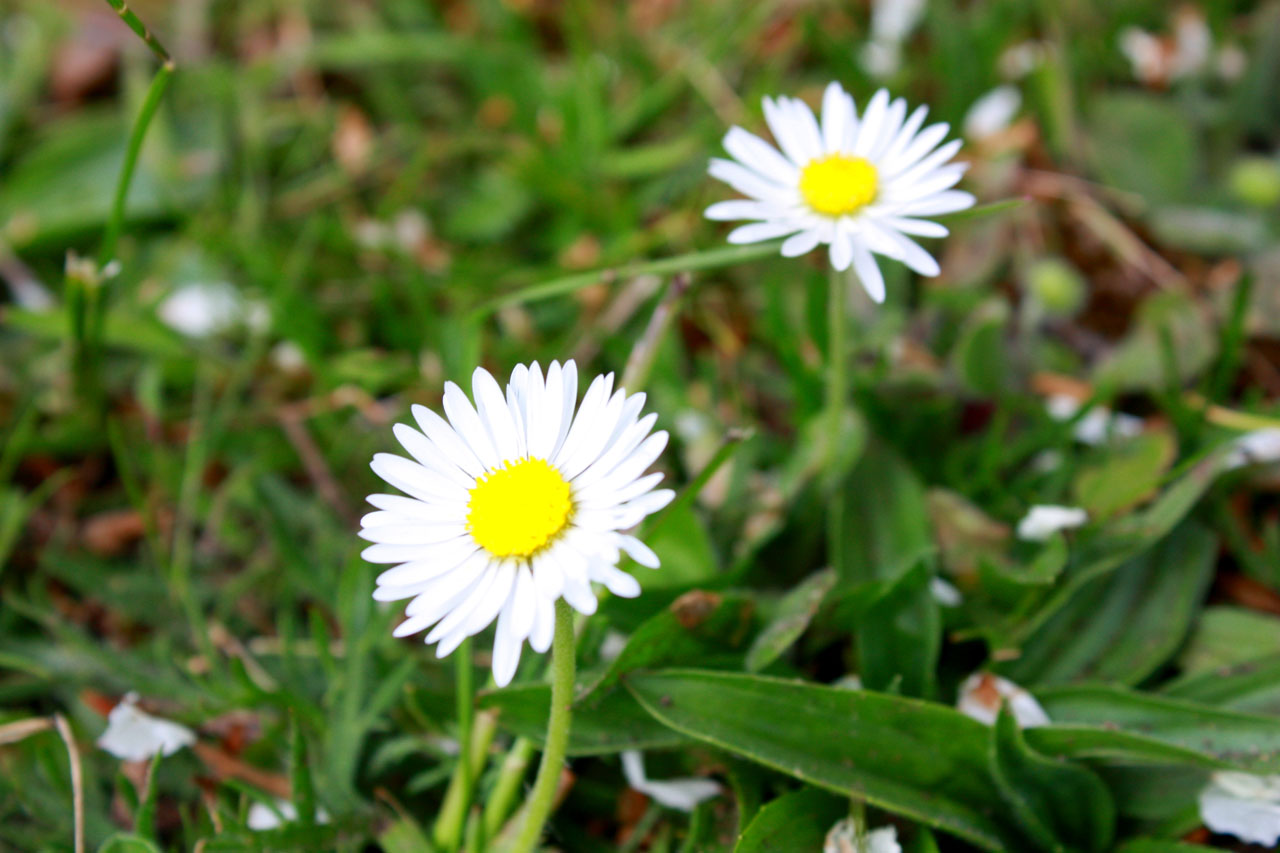 Daisy,  Žolė,  Pavasaris,  Žiedas,  Gamta,  Flora,  Balta,  Geltona,  Gėlė,  Floristas