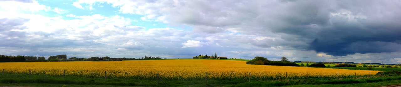 Geltona,  Laukas,  Panorama,  Panoraminis,  Nuotrauka,  Flora,  Gėlė,  Ūkis,  Ūkininkas,  Šalis