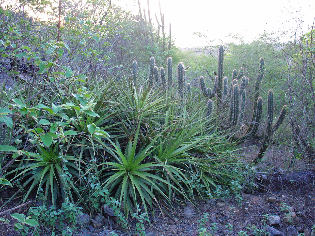 Augalai,  Gamta,  Gėlės,  Šiaurės Rytų Brazilijos Augalai, Nemokamos Nuotraukos,  Nemokama Licenzija